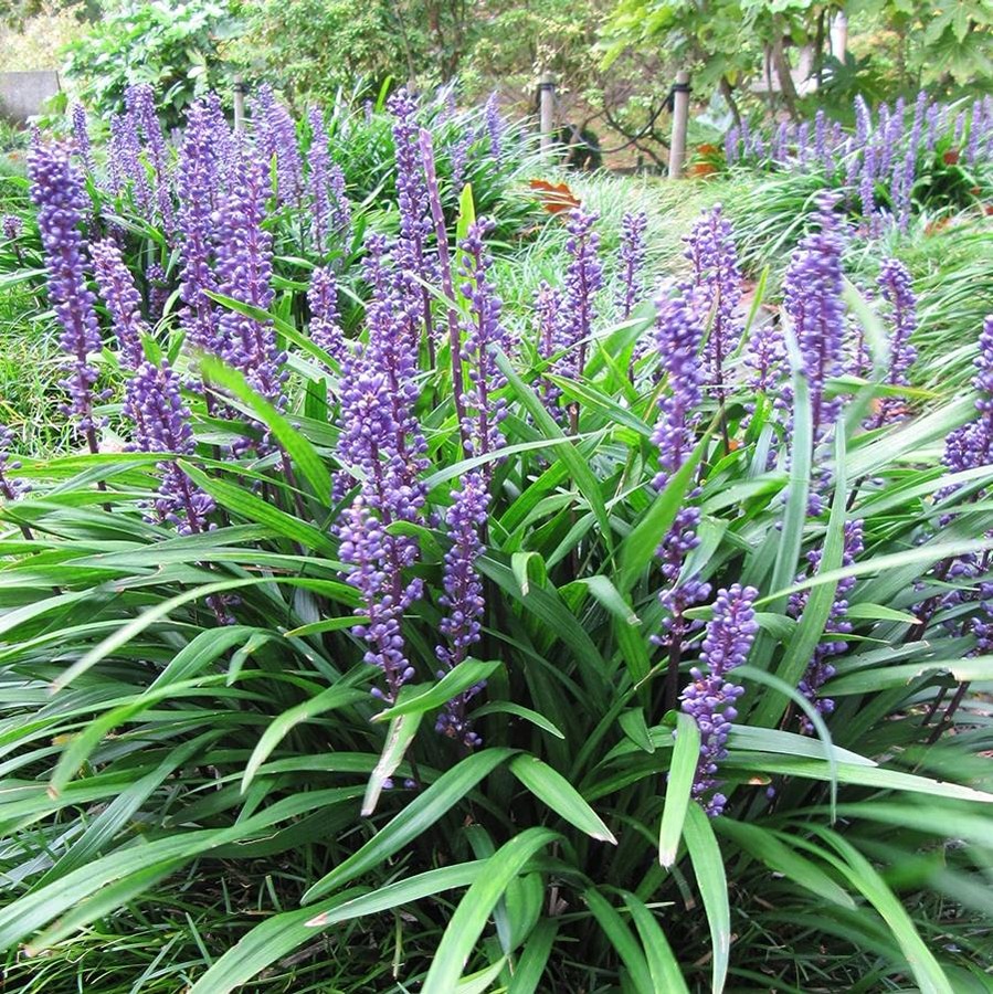 Reference photo of Big Blue liriope