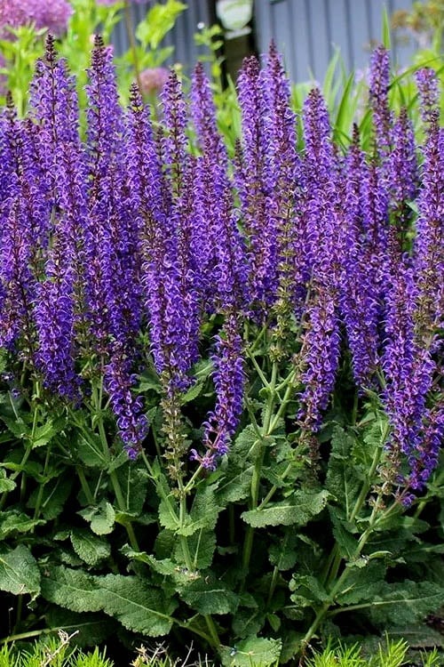 Reference photo of May Night salvia