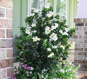 Reference photo of Diamond Spire gardenia